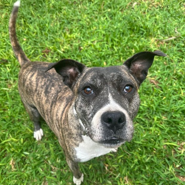 Luna or Luca, one of two rescue dogs