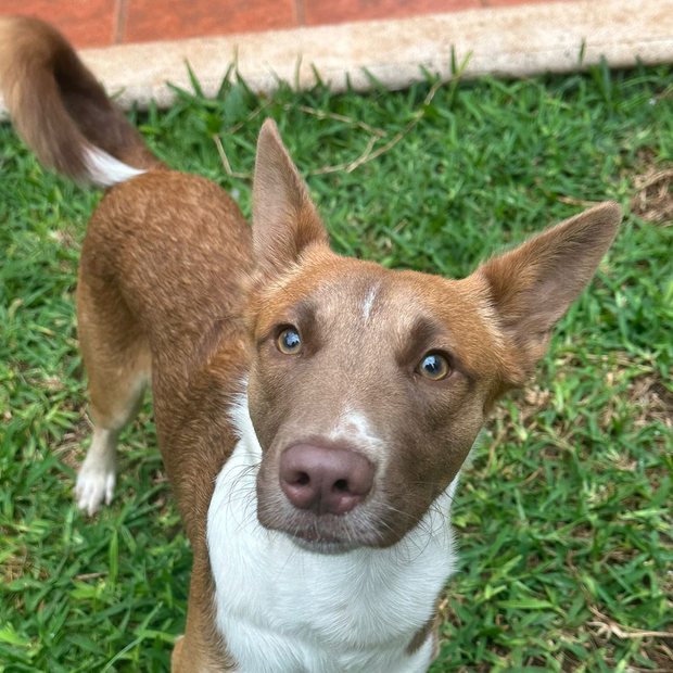 Luna or Luca, one of two rescue dogs